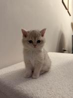 Britse korthaar kitten, Dieren en Toebehoren, Katten en Kittens | Raskatten | Korthaar, Poes, Ontwormd, 0 tot 2 jaar