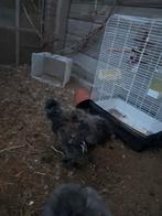 Usa zijdehoen haan. 3mnd oud. Gratis, Dieren en Toebehoren, Pluimvee, Mannelijk, Kip
