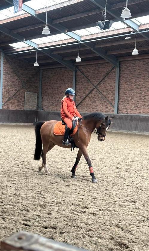 Knappe D-pony ( Z leermeester), Dieren en Toebehoren, Pony's, Ruin, Dressuurpony