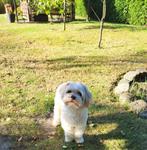 Super lieve maltipoo te koop, Poedel, België, Particulier, Rabiës (hondsdolheid)