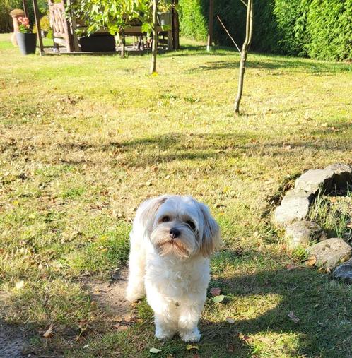 Super lieve maltipoo te koop, Dieren en Toebehoren, Honden | Chihuahua's en Gezelschapshonden, Reu, Poedel, Particulier, Eén hond
