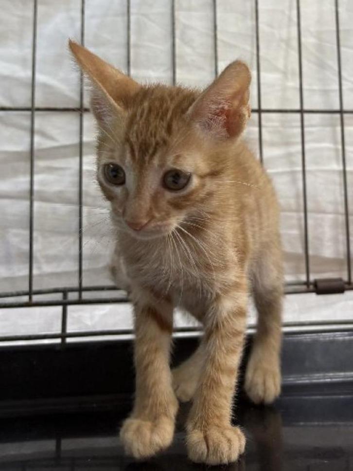 ACE: Toulouse, waar mag hij nu thuiskomen?, Dieren en Toebehoren, Katten en Kittens | Overige Katten, Kortharig, Kater, 0 tot 2 jaar