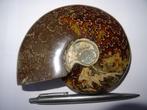 Ammoniet cleoniceras, Aioloceras besairiei., Verzamelen, Mineralen en Fossielen, Ophalen of Verzenden, Fossiel
