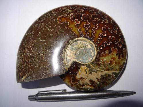 Ammoniet cleoniceras, Aioloceras besairiei., Verzamelen, Mineralen en Fossielen, Fossiel, Ophalen of Verzenden
