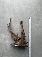 Aquarium hout, Ophalen of Verzenden, Gebruikt, Plant(en), Steen of Hout