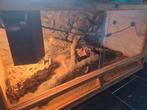 Baardagaam plus terrarium, Dieren en Toebehoren, Hagedis, Tam, 0 tot 2 jaar