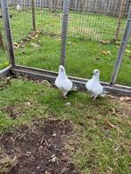 Damascener, Meerdere dieren, Overige soorten