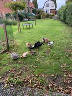 Goed thuis voor eenzame krielhen, Dieren en Toebehoren, Pluimvee, Vrouwelijk, Kip