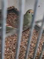 Kakariki pop, Dieren en Toebehoren, Vogels | Parkieten en Papegaaien, Vrouwelijk, Parkiet, Geringd