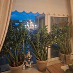 3 grote Zamioculcas zamiifolia planten, Huis en Inrichting, Ophalen, Halfschaduw, Minder dan 100 cm