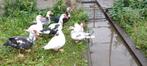 Muskuseenden, Dieren en Toebehoren, Pluimvee, Meerdere dieren, Eend