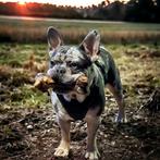 Franse Bulldog Lilac Merle & Tan dekreu, Dieren en Toebehoren, CDV (hondenziekte), Particulier, 1 tot 2 jaar, Reu