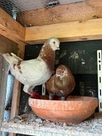 Mooi Koppel duitse modenas, Dieren en Toebehoren, Vogels | Duiven, Meerdere dieren, Overige soorten