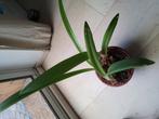 Amaryllis, Ophalen, Halfschaduw, Minder dan 100 cm