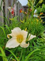 Hemerocallis daglelie's, Ophalen, Zomer, Overige soorten, Volle zon