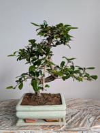Carmona Retusa Bonsai, Ophalen of Verzenden, Bloeit niet, Overige soorten, Minder dan 100 cm