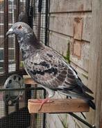 Postduif doffer, Dieren en Toebehoren, Vogels | Duiven, Mannelijk, Postduif