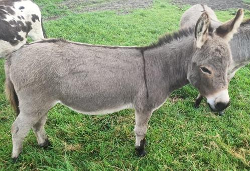 Mini ezel hengsten ter dekking(en mediterrane ezels te koop), Dieren en Toebehoren, Overige Dieren