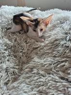 4 oosterse korthaar kittens beschikbaar, Meerdere dieren, Ontwormd