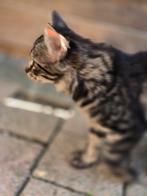 Prachtige kittens.  ., Dieren en Toebehoren, Katten en Kittens | Raskatten | Langhaar