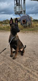 Mechelse herder teef, Ophalen of Verzenden, Gebruikt