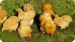 KNUFFELKIPPEN..........., Vrouwelijk, Kip