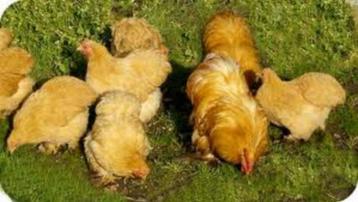 KNUFFELKIPPEN........... beschikbaar voor biedingen