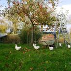 Wyandotte kippen, Dieren en Toebehoren, Pluimvee, Meerdere dieren, Kip