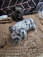 Franse bulldog pups, Dieren en Toebehoren, 8 tot 15 weken, Bulldog, Meerdere, Meerdere dieren