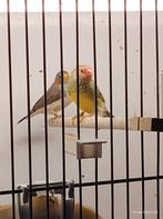 Roodkop binsenastrilde man van 2025, Dieren en Toebehoren, Vogels | Overige Vogels, Mannelijk, Tropenvogel, Geringd