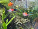 Baby platy’s - platy visjes - aquarium vissen, Dieren en Toebehoren, Vis, Zoetwatervis, Schoolvis