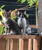 Lieve kittens te koop, Dieren en Toebehoren, Meerdere dieren
