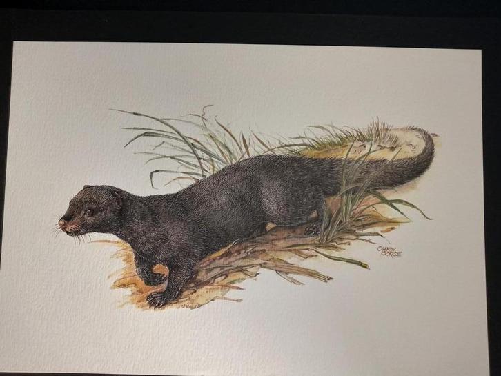 Indische Ichneumon, Verzamelen, Foto's en Prenten, Zo goed als nieuw, Prent, Dier, 1980 tot heden, Verzenden