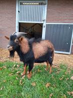Dek bok te koop, Dieren en Toebehoren, Mannelijk, Geit