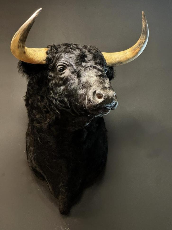 Opgezette stier, stierenkop, opgezet dier, opgezette dieren, Verzamelen, Dierenverzamelingen, Nieuw, Opgezet dier, Vogel, Ophalen