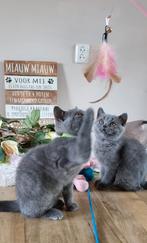 Britse/Brits Korthaar kittens met stamboom, mogen gelijk mee, Dieren en Toebehoren, Katten en Kittens | Raskatten | Korthaar, Gechipt