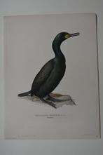 KUIF AALSCHOLVER PHALACROCORAX  ORIGINELE LITHO 1929 VE3, Antiek en Kunst, Kunst | Litho's en Zeefdrukken, Verzenden