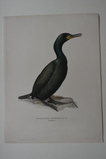 KUIF AALSCHOLVER PHALACROCORAX  ORIGINELE LITHO 1929 VE3 beschikbaar voor biedingen