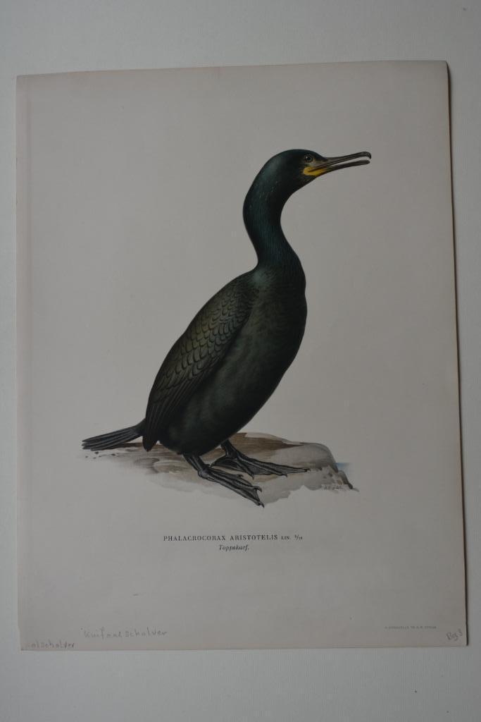 KUIF-AALSCHOLVER PHALACROCORAX  ORIGINELE LITHO 1929 VE3, Antiek en Kunst, Kunst | Litho's en Zeefdrukken, Verzenden