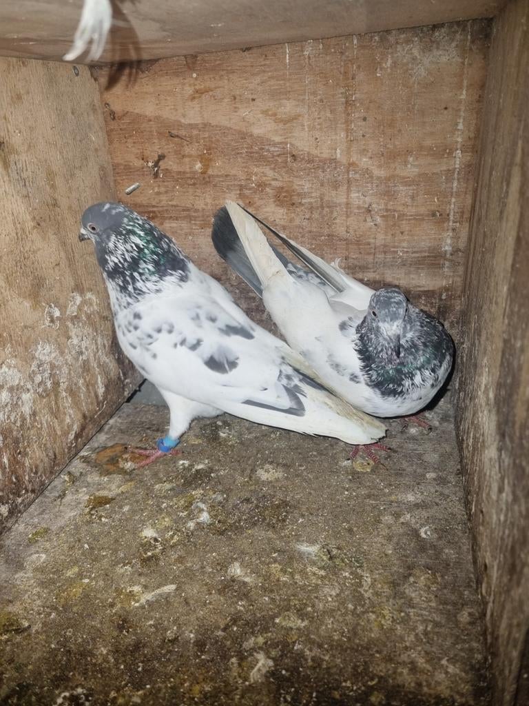 Pakistan hoogvliger kopel en losse doffer, Dieren en Toebehoren, Vogels | Duiven