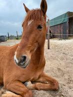 Bijrijder gezocht, Ophalen
