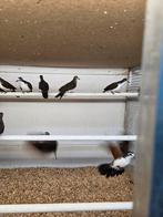 Tamboerijn duiven, Dieren en Toebehoren, Vogels | Duiven, Meerdere dieren, Overige soorten