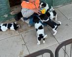 Boerenfox puppy’s, Dieren en Toebehoren, Honden | Niet-rashonden, 8 tot 15 weken, CDV (hondenziekte), Meerdere, Meerdere dieren