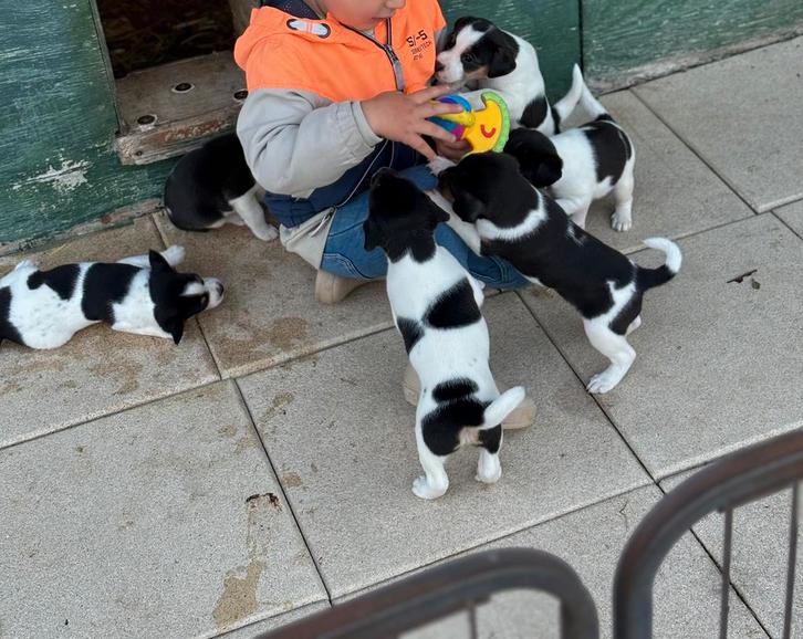 Boerenfox puppy’s, Dieren en Toebehoren, Honden | Niet-rashonden, Middel, Meerdere dieren, Particulier, Meerdere, Nederland, 8 tot 15 weken