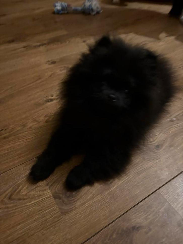 Pomeriaan bearface pup reu, Dieren en Toebehoren, Honden | Poolhonden, Keeshonden en Oertypen, Reu, Overige rassen, Particulier