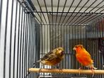 Mooie koppel Kanaries, Dieren en Toebehoren, Vogels | Kanaries, Meerdere dieren, Postuurkanarie