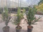 Te koop Taxus maat 40/50cm in pot, Ophalen, Taxus, Minder dan 100 cm