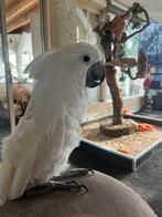 Witkuif kakatoe super tam, Dieren en Toebehoren, Vogels | Parkieten en Papegaaien, Mannelijk, Papegaai, Tam