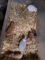 Jonge goudhamsters langhaar en korthaar, Dieren en Toebehoren, Knaagdieren, September, Meerdere dieren, Hamster