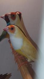 RUILEN. GOULDAMADINES IN ALLE KLEUREN., Meerdere dieren, Tropenvogel, Geringd